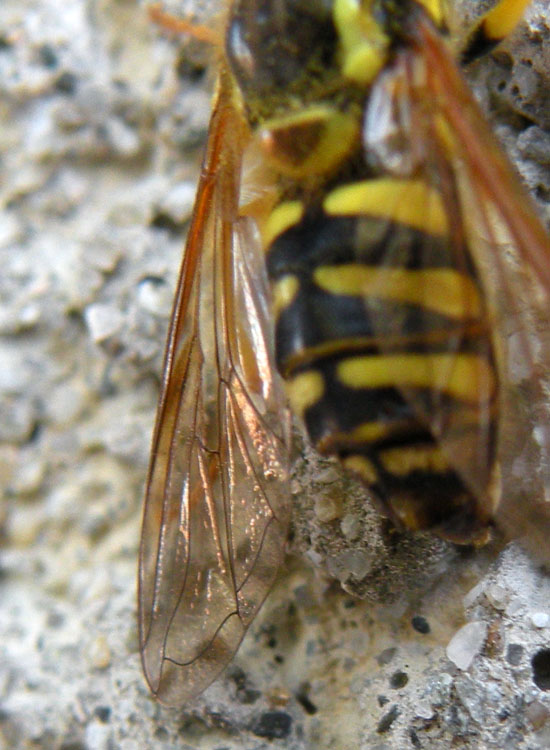 Chrysotoxum vernale?